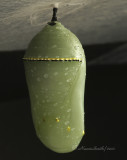 Monarch chrysalis S10 #1116
