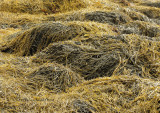 Kelp Bed - Low Tide S10 #6971