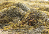 Kelp Bed - Low Tide S10 #6976