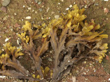Seaweed S10 #6977