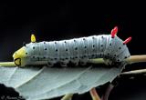Callosamia promethea-5th instar