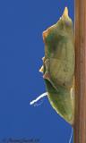 Cabbage-Chrysalis2.jpg
