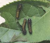 Hyalophora cecropia-2nd instar