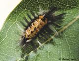 Milkweed Tussock Moth