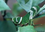 Unident. caterpillar