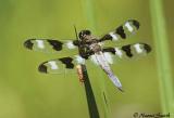 Twelve-spotted Skimmer-male