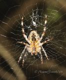 Araneus diadematus