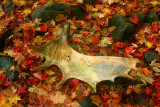 Shed Moose Antler