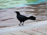 Greater Antillean Grackle