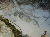Anemone of some sort