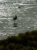 Sanderling in the Sun
