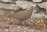 Zenaida dove