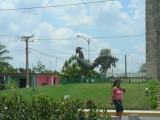 Their famous rooster