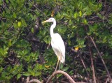 Great White Heron
