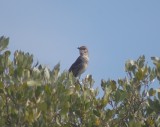 Bahama Mockingbird