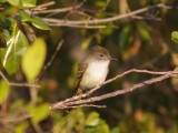 LaSagra's Flycatcher