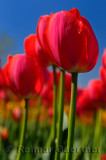 199 Gordon Cooper Tulip 1.jpg