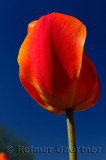 199 Gordon Cooper Tulip 4.jpg