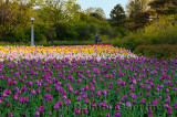 199 Negrita Tulip Bed.jpg