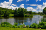 238 Millbrook Geese 1.jpg