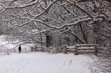 67 Winter Walk under trees.jpg