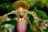 70 Pink Ladys slipper.jpg