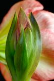 71 Amerilis 1.jpg