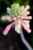 153 Forest Lily.jpg