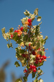 Chap. 8-17, Wax Currant