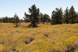 Chap. 8-15, Limber Pine & Rabbit Brush
