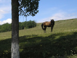 Valcea County