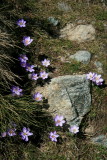 crocus