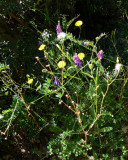 tiny flowers