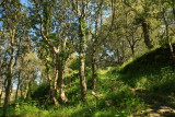 corsica cape, forest.