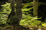 Pietracamela, the forest # 4
