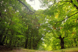 il Bosco di Sant'Antonio # 2