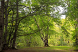 tentacular trees