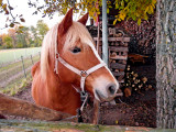 cheval roux