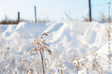 Es Ist Kalt In Saskatchewan