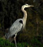 Great Gray Heron; Irvine, CA