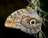 Great Disguise!; Seattle Zoo, WA