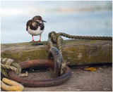 CONCARNEAU.A little too big for me