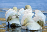 2009.SWANS in DEMONSTRATION