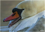 2009.SWAN HEAD