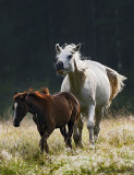 Le VALTIN.The white and the Little.