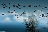 The cranes take off cause me...