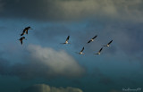 In Flight to the South