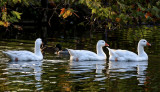 13.MOULINS.The Gooses of the park