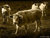 13.CHAROLAISES of MOULINS
