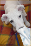 MICHK 4 MONTHS OLD